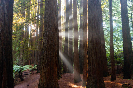 Californian Redwoods (Great Otway National Park, May 2022) Framed Art Print