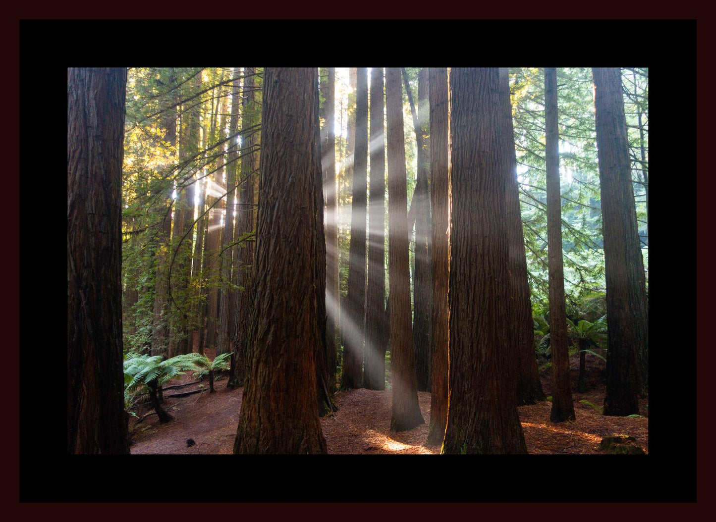 Californian Redwoods (Great Otway National Park, May 2022) Framed Art Print