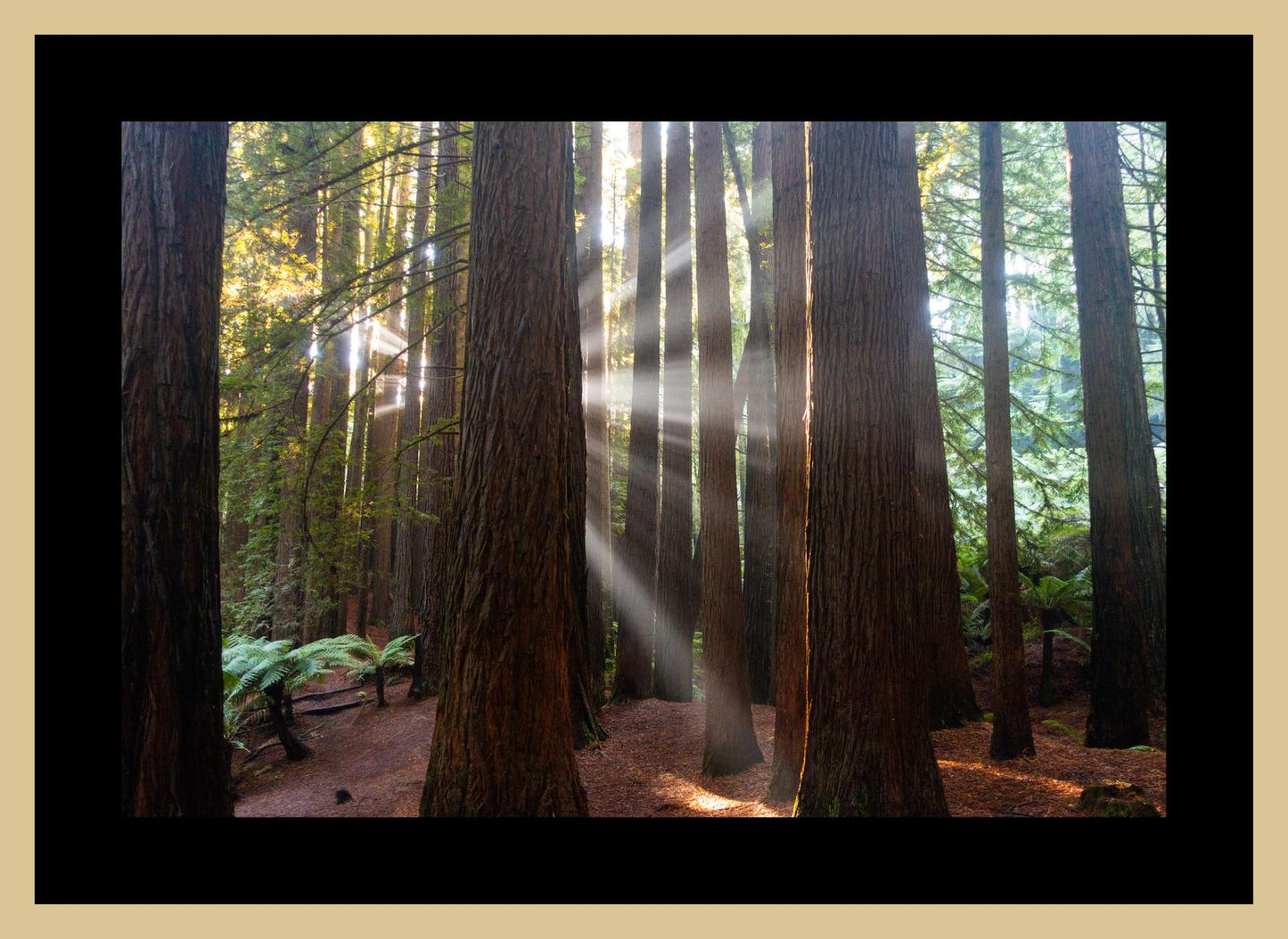Californian Redwoods (Great Otway National Park, May 2022) Framed Art Print