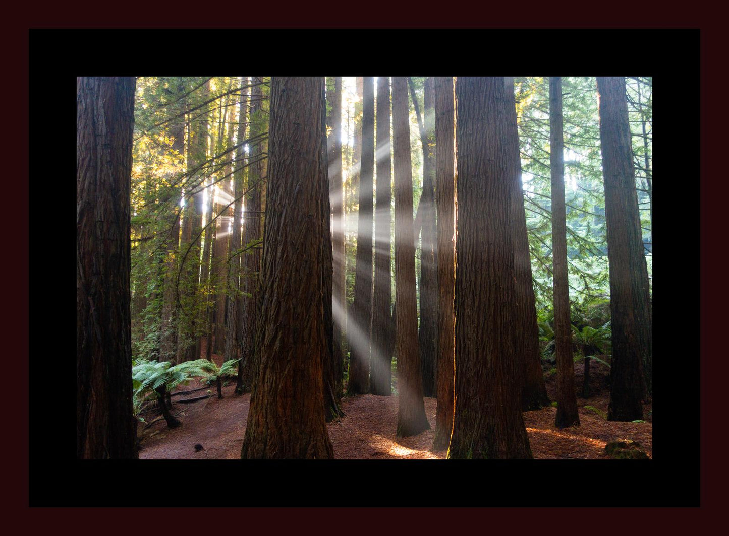 Californian Redwoods (Great Otway National Park, May 2022) Framed Art Print