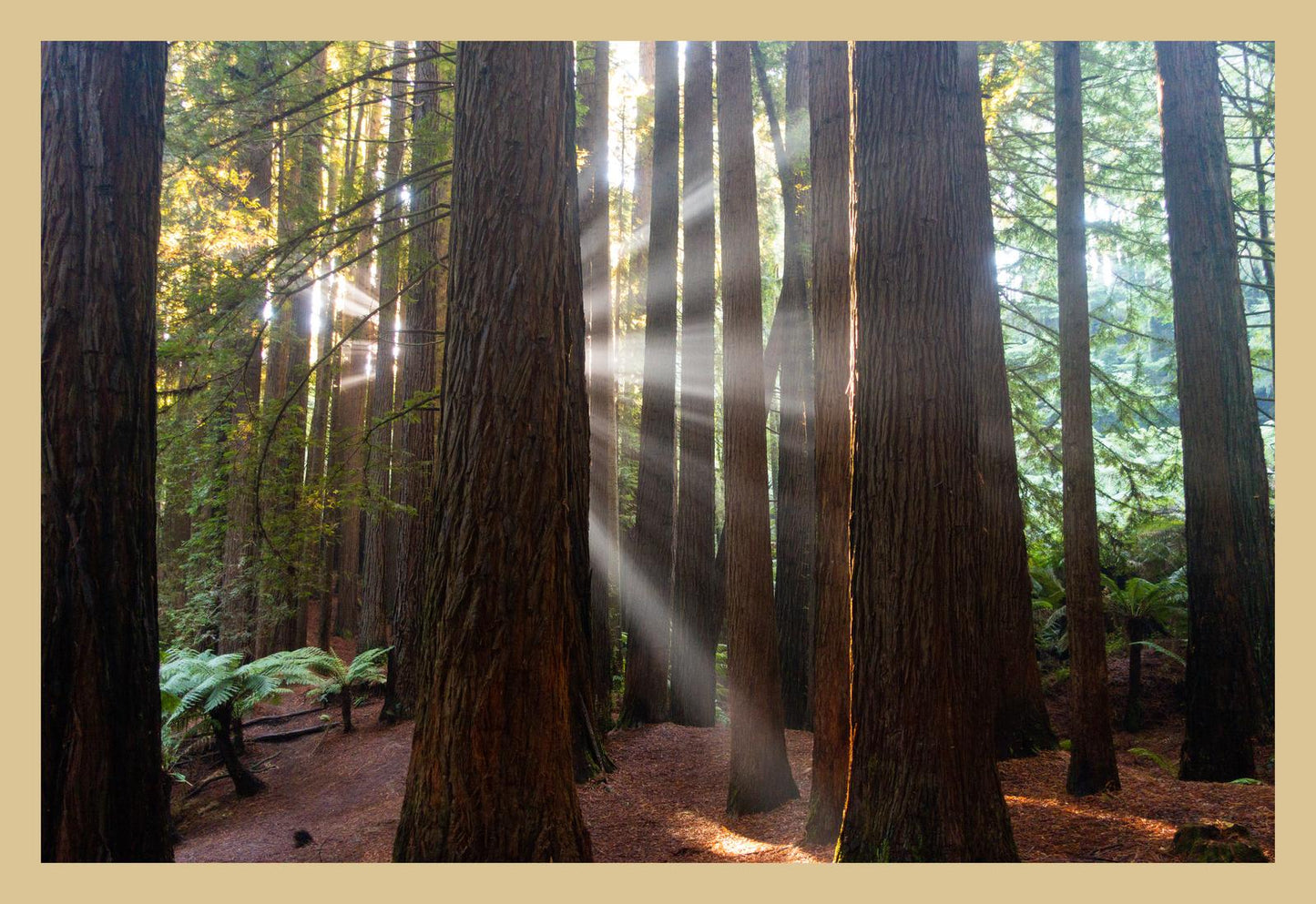 Californian Redwoods (Great Otway National Park, May 2022) Framed Art Print
