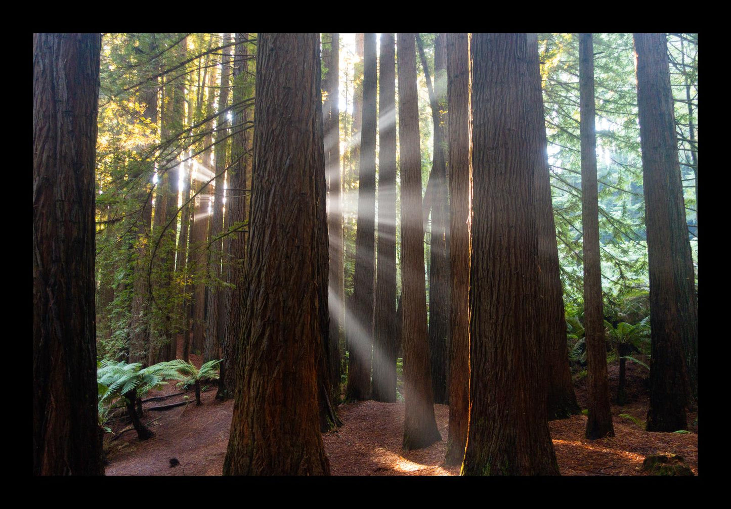 Californian Redwoods (Great Otway National Park, May 2022) Framed Art Print