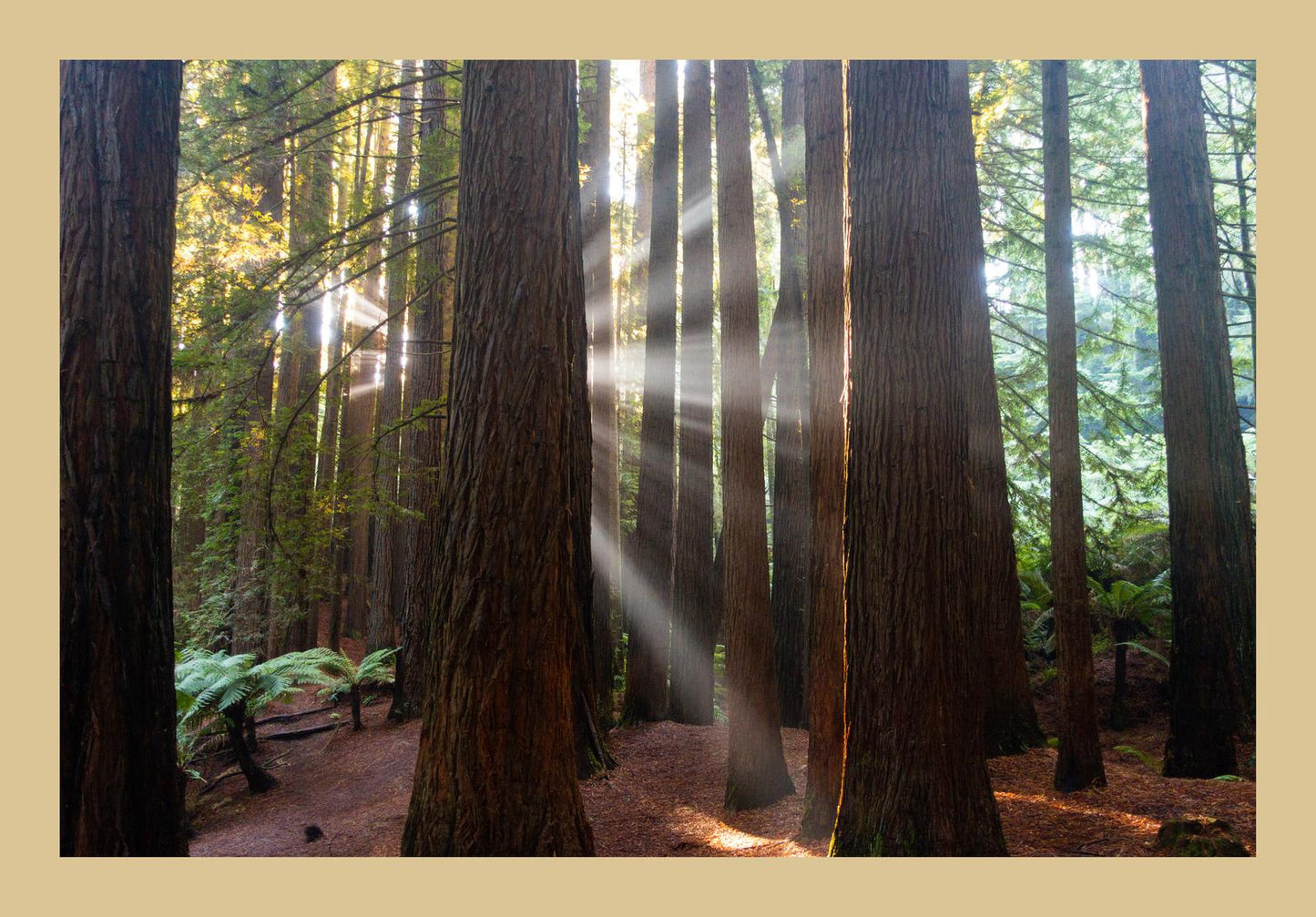 Californian Redwoods (Great Otway National Park, May 2022) Framed Art Print