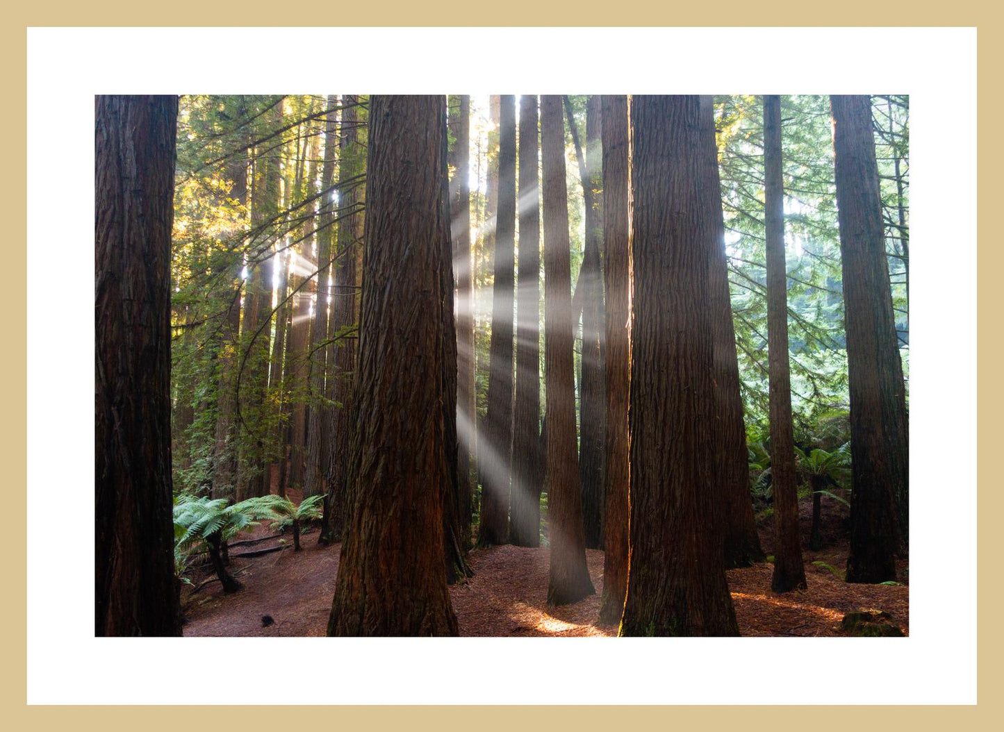 Californian Redwoods (Great Otway National Park, May 2022) Framed Art Print