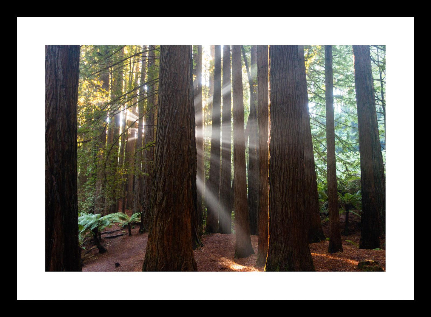 Californian Redwoods (Great Otway National Park, May 2022) Framed Art Print