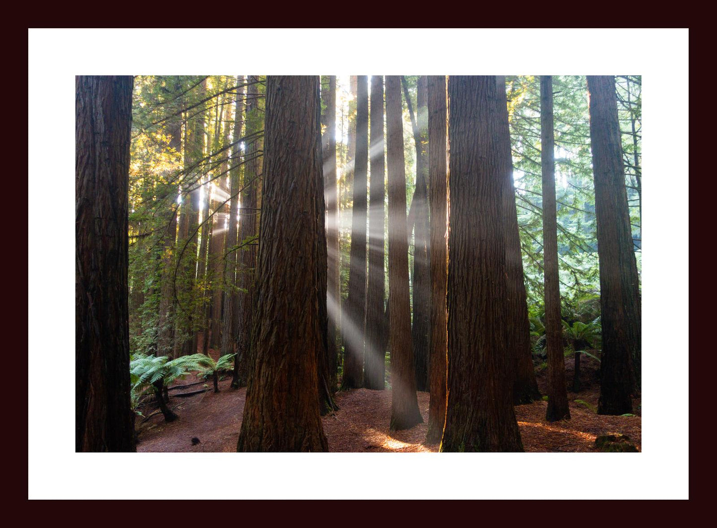 Californian Redwoods (Great Otway National Park, May 2022) Framed Art Print