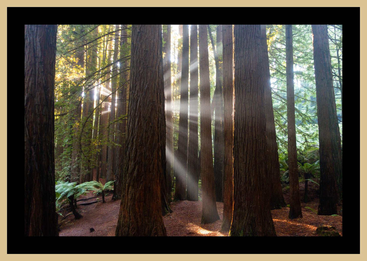 Californian Redwoods (Great Otway National Park, May 2022) Framed Art Print