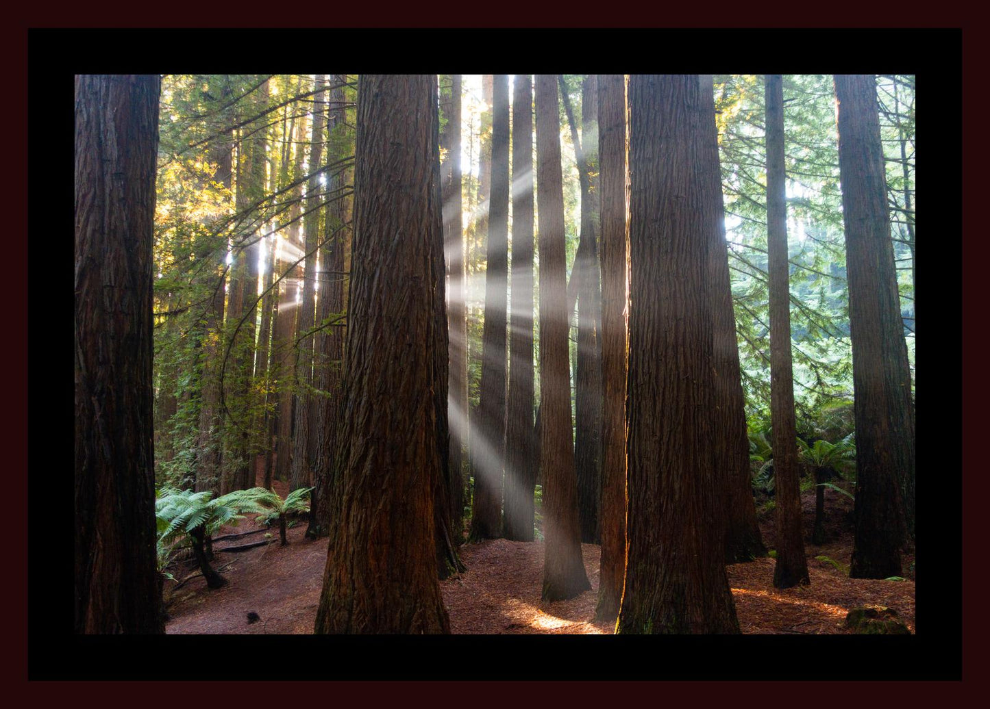 Californian Redwoods (Great Otway National Park, May 2022) Framed Art Print