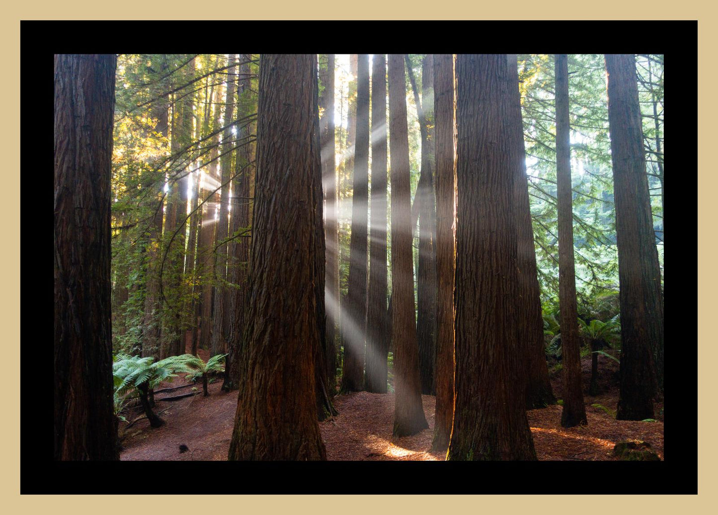 Californian Redwoods (Great Otway National Park, May 2022) Framed Art Print