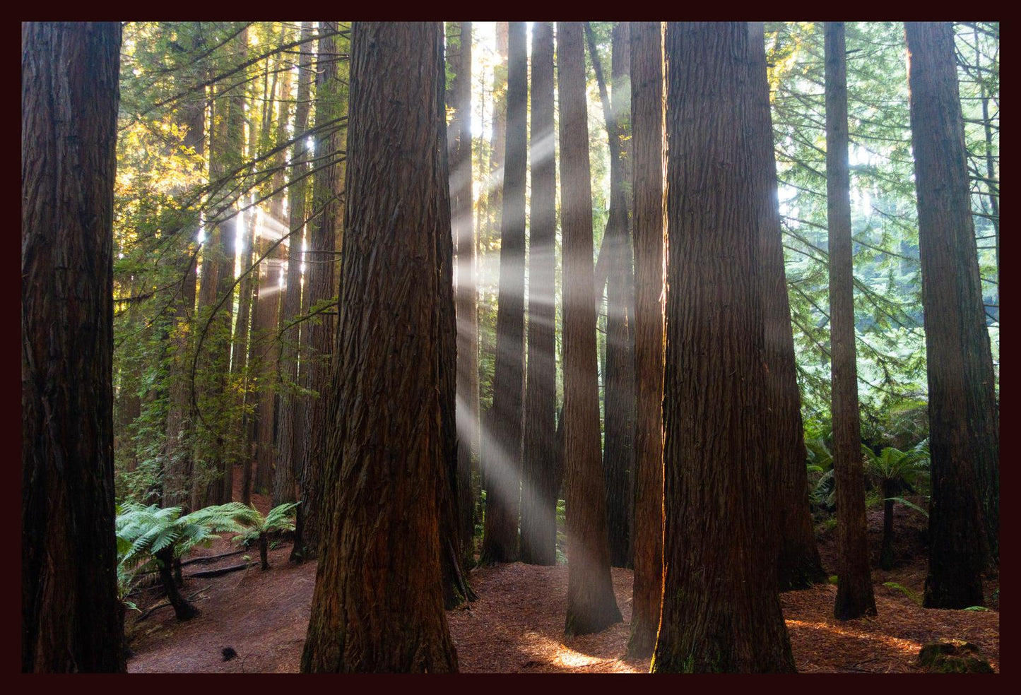 Californian Redwoods (Great Otway National Park, May 2022) Framed Art Print