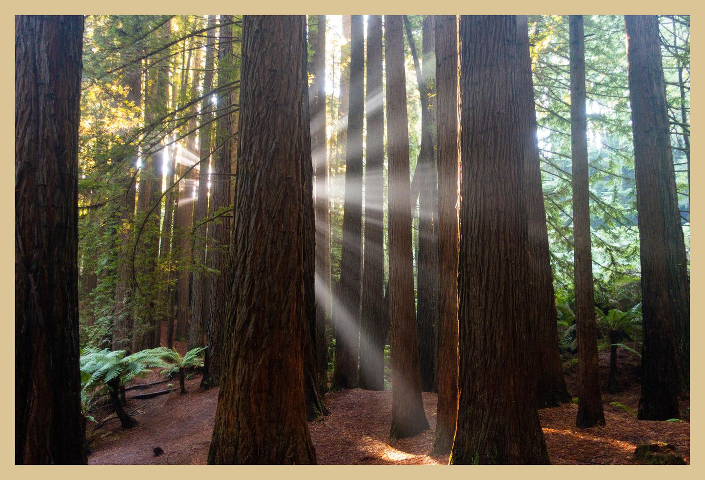 Californian Redwoods (Great Otway National Park, May 2022) Framed Art Print