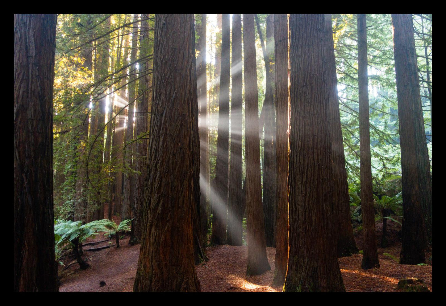 Californian Redwoods (Great Otway National Park, May 2022) Framed Art Print