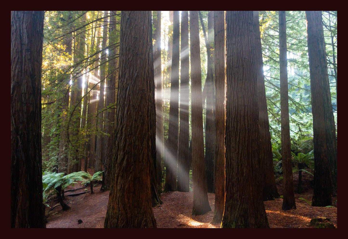 Californian Redwoods (Great Otway National Park, May 2022) Framed Art Print