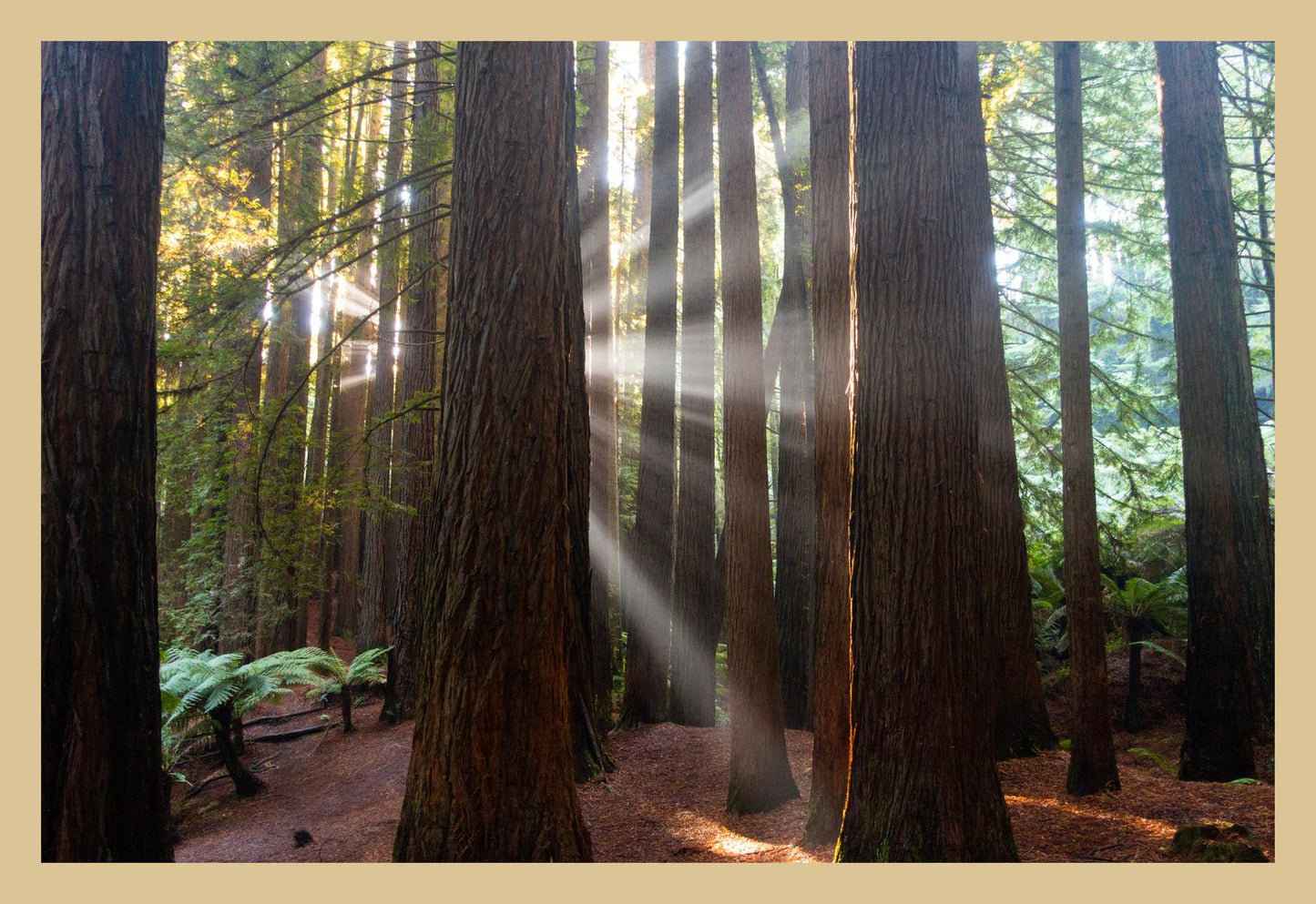 Californian Redwoods (Great Otway National Park, May 2022) Framed Art Print