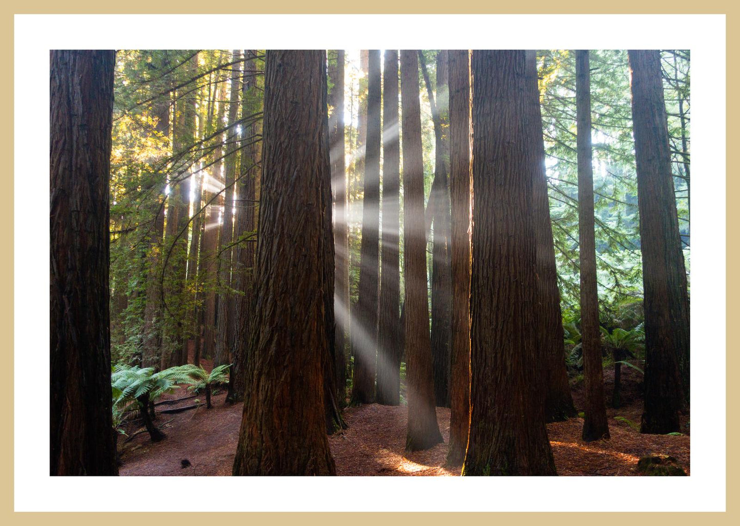 Californian Redwoods (Great Otway National Park, May 2022) Framed Art Print