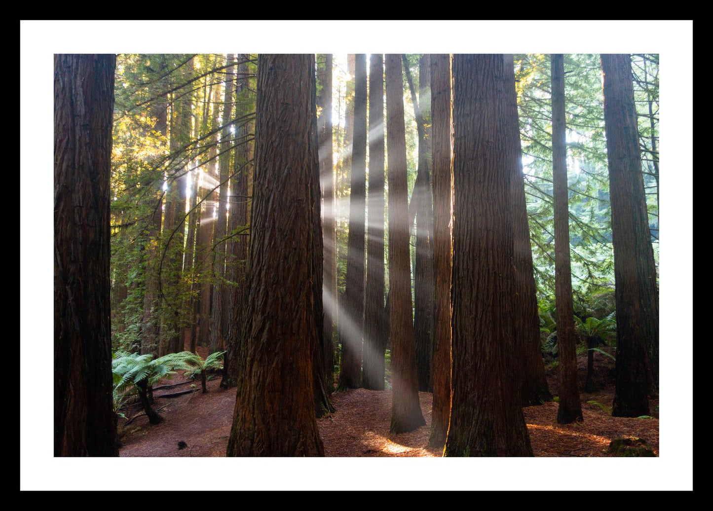 Californian Redwoods (Great Otway National Park, May 2022) Framed Art Print