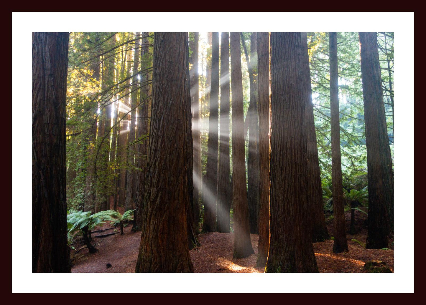 Californian Redwoods (Great Otway National Park, May 2022) Framed Art Print