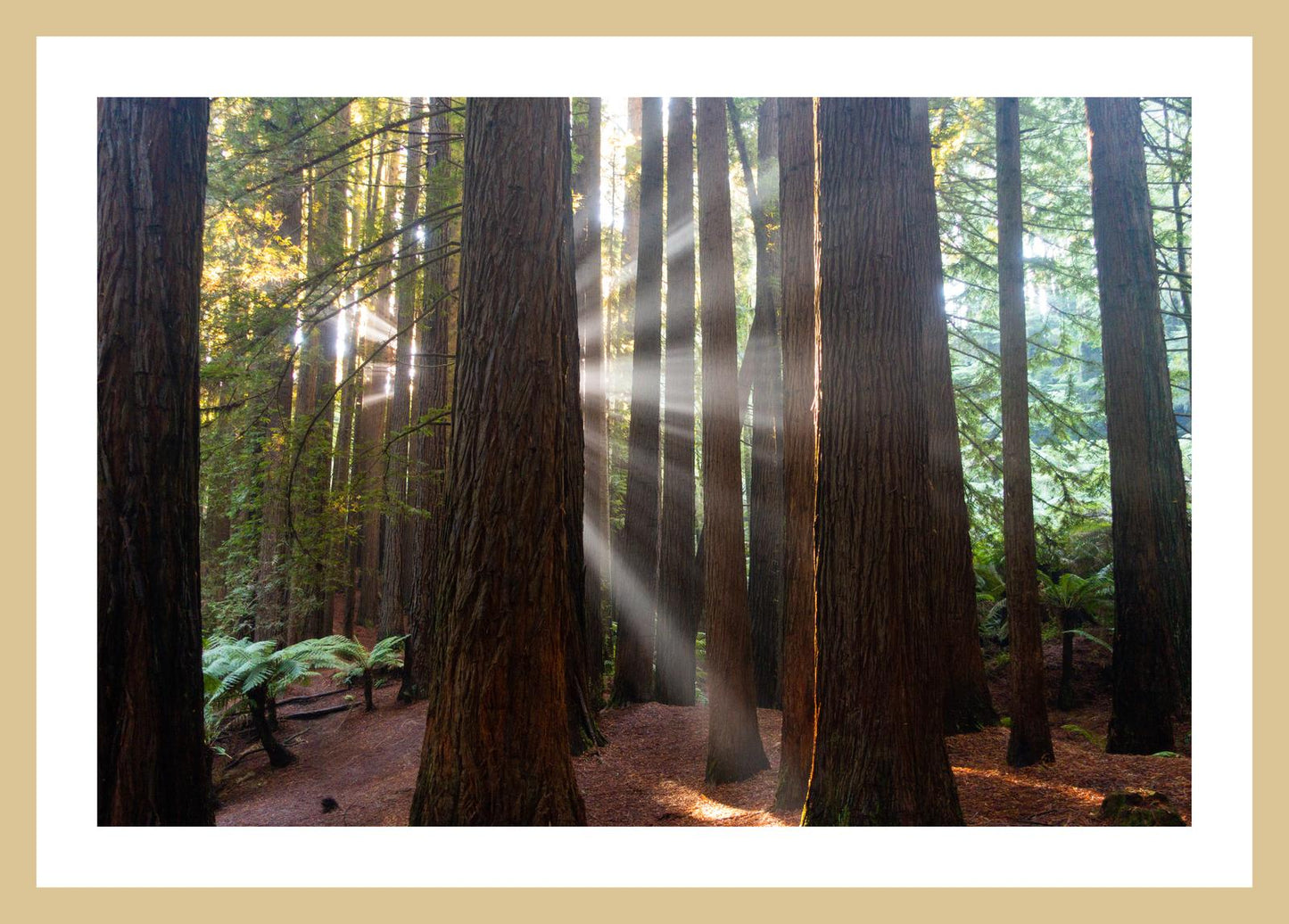 Californian Redwoods (Great Otway National Park, May 2022) Framed Art Print