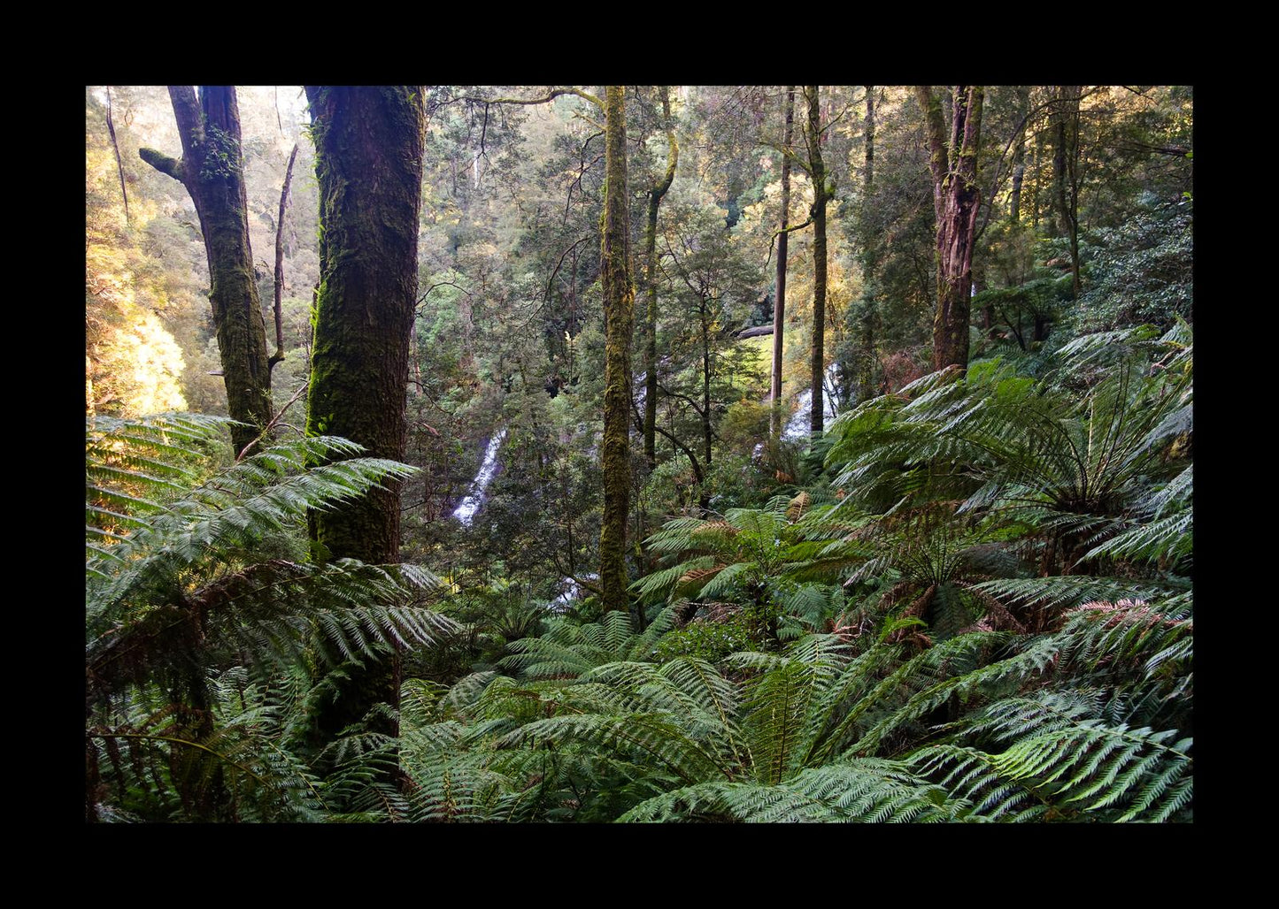 Triplet Falls (Great Otway National Park, May 2022) Framed Art Print