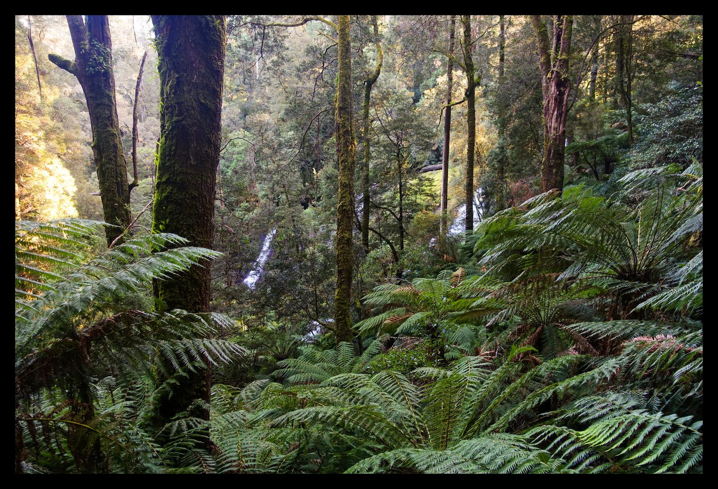 Triplet Falls (Great Otway National Park, May 2022) Framed Art Print