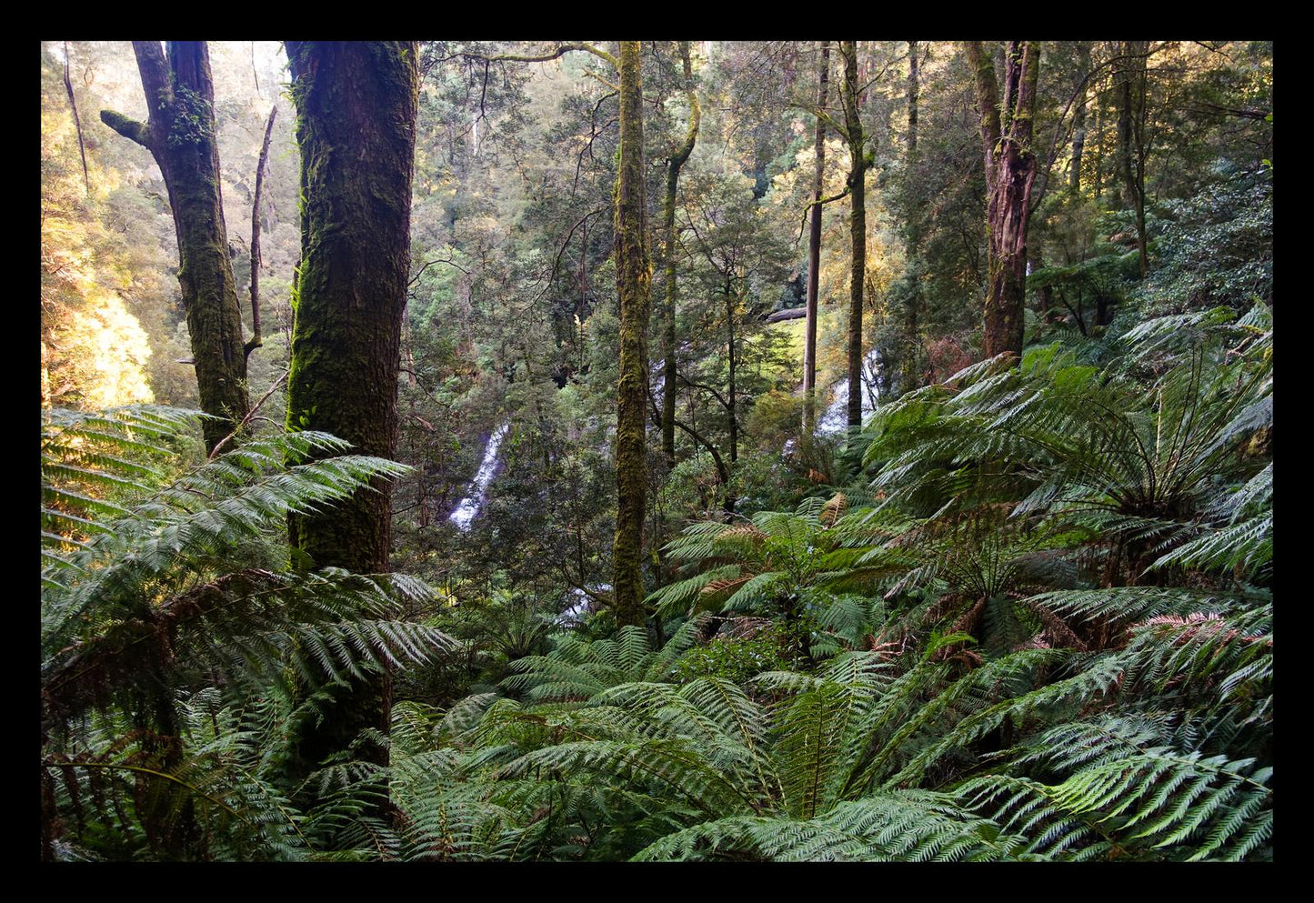 Triplet Falls (Great Otway National Park, May 2022) Framed Art Print