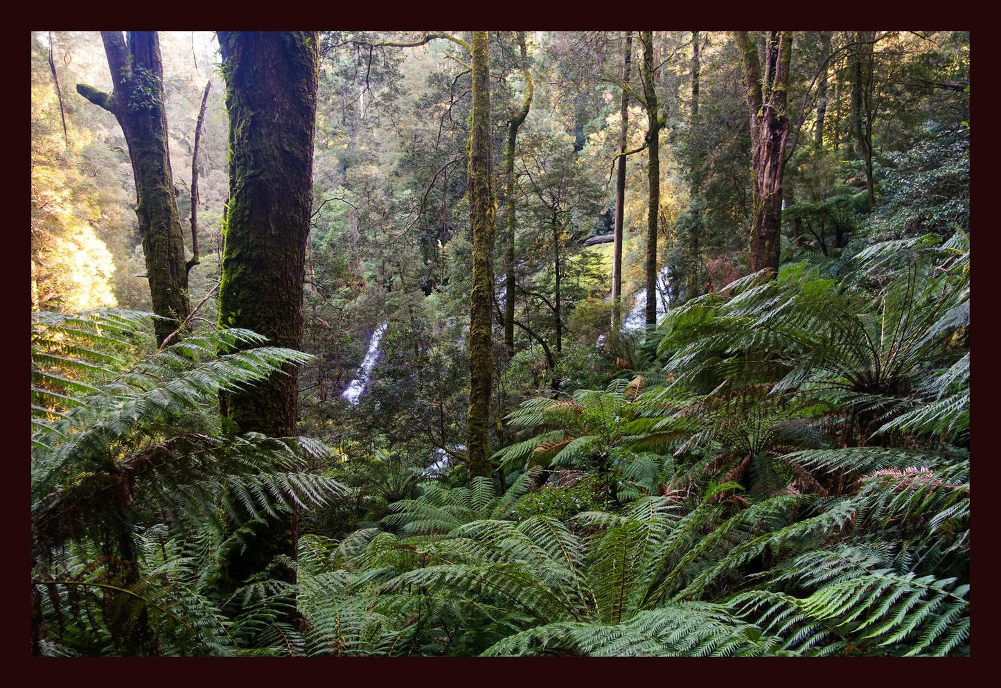 Triplet Falls (Great Otway National Park, May 2022) Framed Art Print