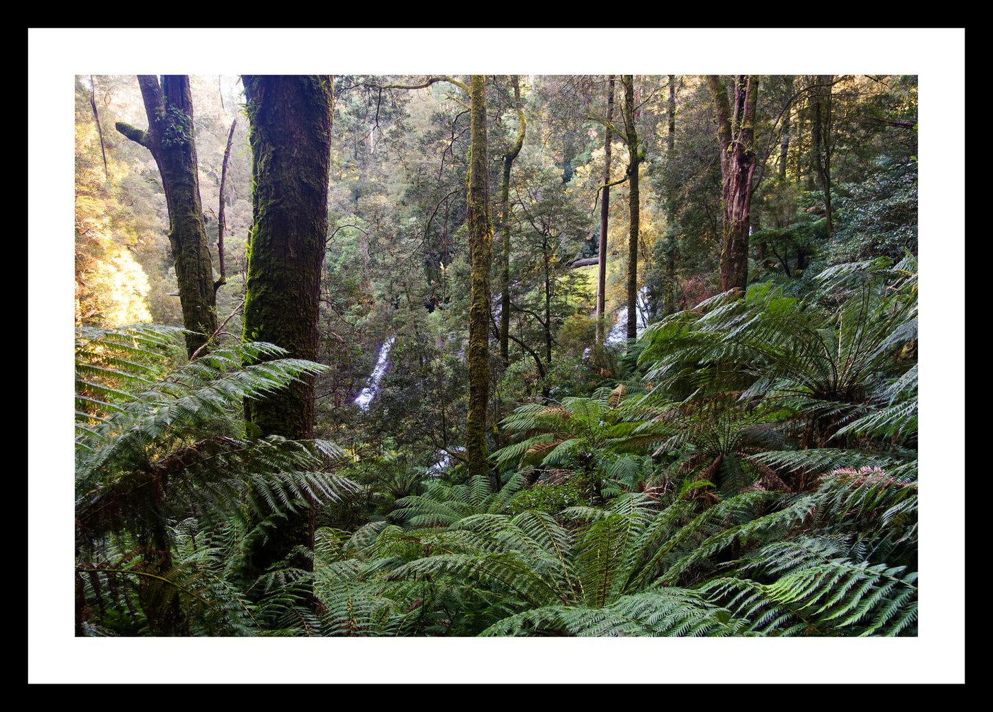 Triplet Falls (Great Otway National Park, May 2022) Framed Art Print