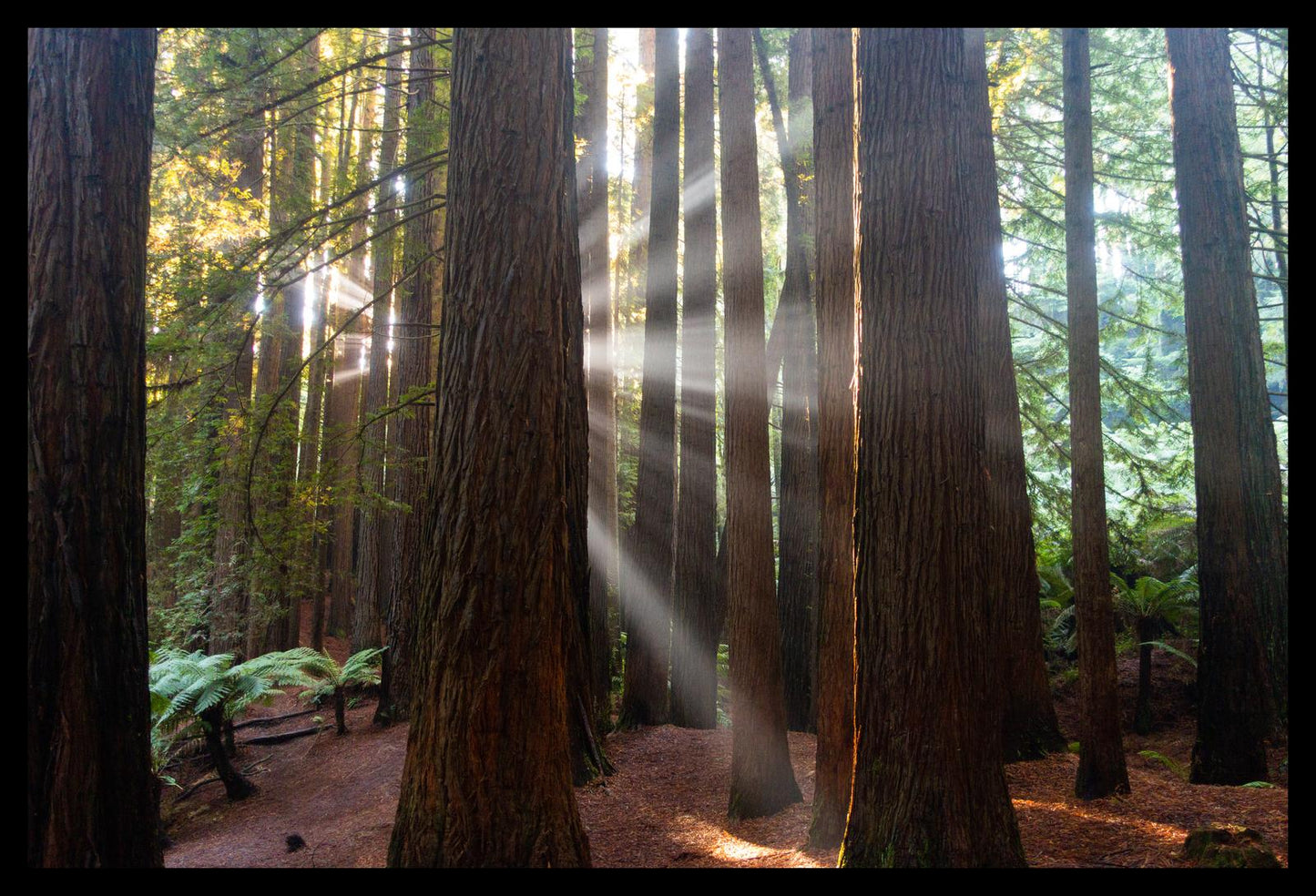 Californian Redwoods (Great Otway National Park, May 2022) Framed Art Print