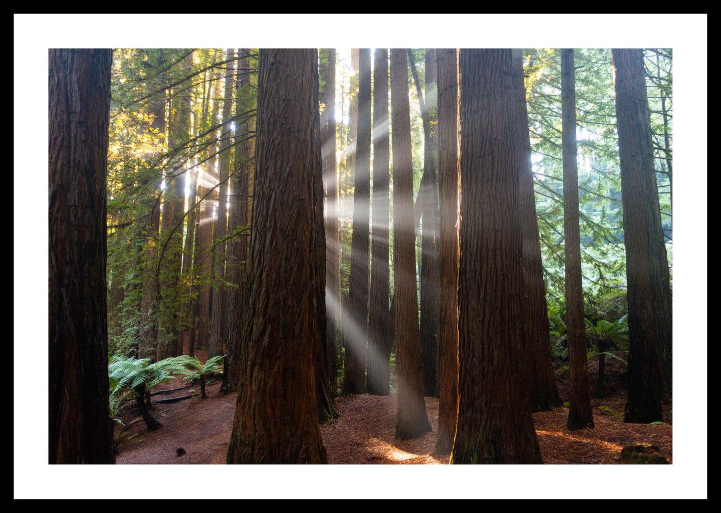 Californian Redwoods (Great Otway National Park, May 2022) Framed Art Print
