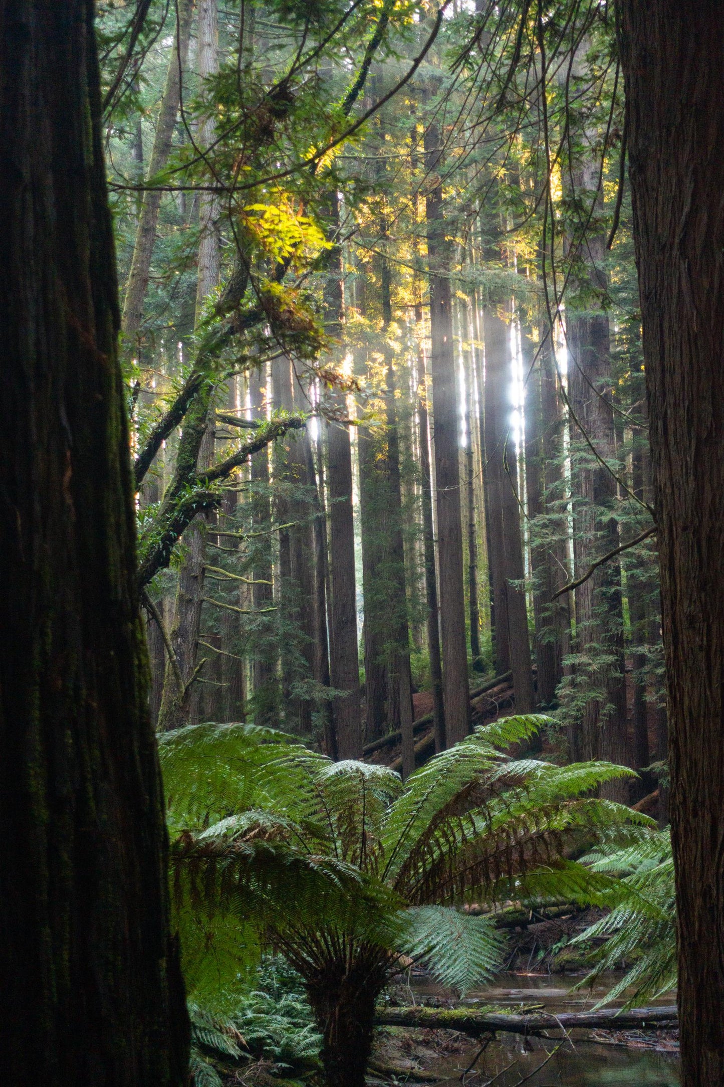 Peeking through Californian Redwoods (Great Otway National Park, May 2022) Framed Art Print