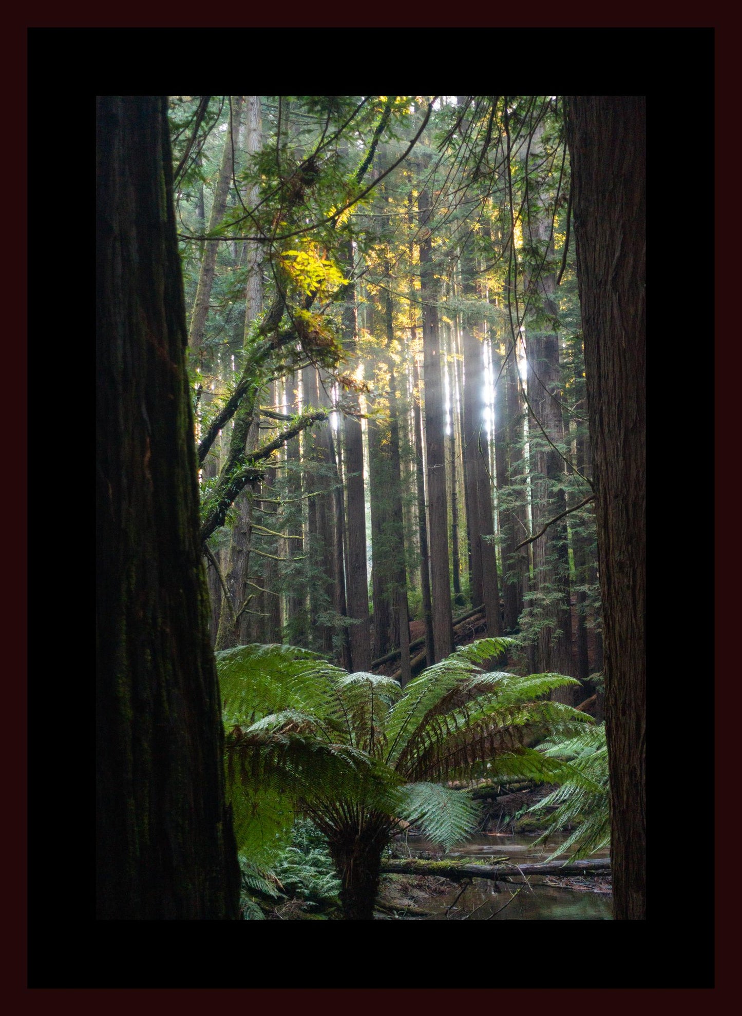 Peeking through Californian Redwoods (Great Otway National Park, May 2022) Framed Art Print