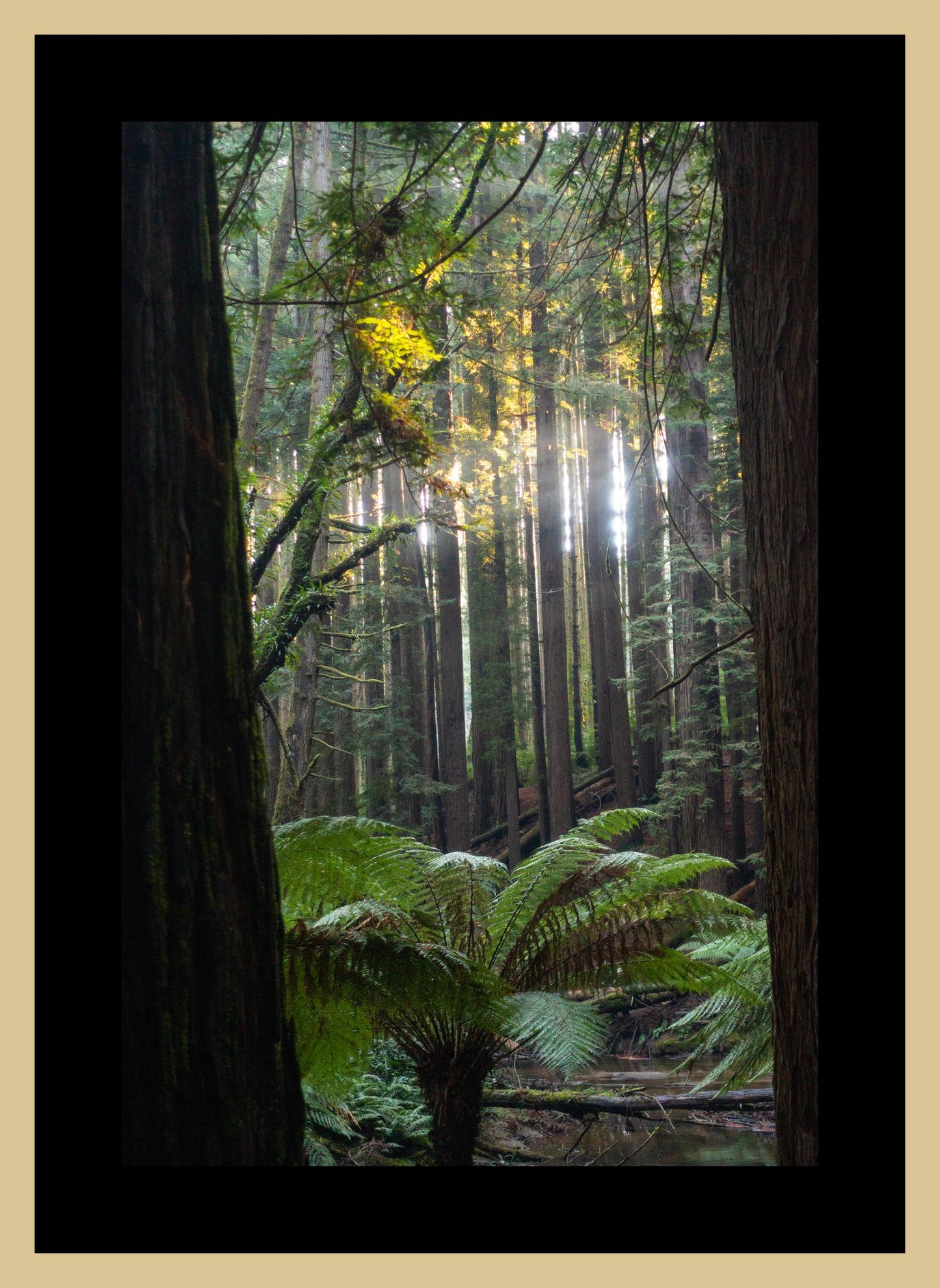 Peeking through Californian Redwoods (Great Otway National Park, May 2022) Framed Art Print