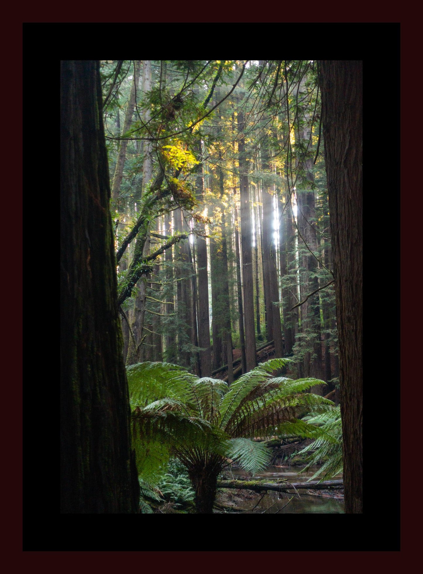 Peeking through Californian Redwoods (Great Otway National Park, May 2022) Framed Art Print