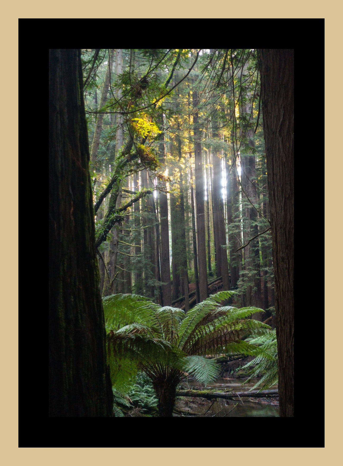 Peeking through Californian Redwoods (Great Otway National Park, May 2022) Framed Art Print