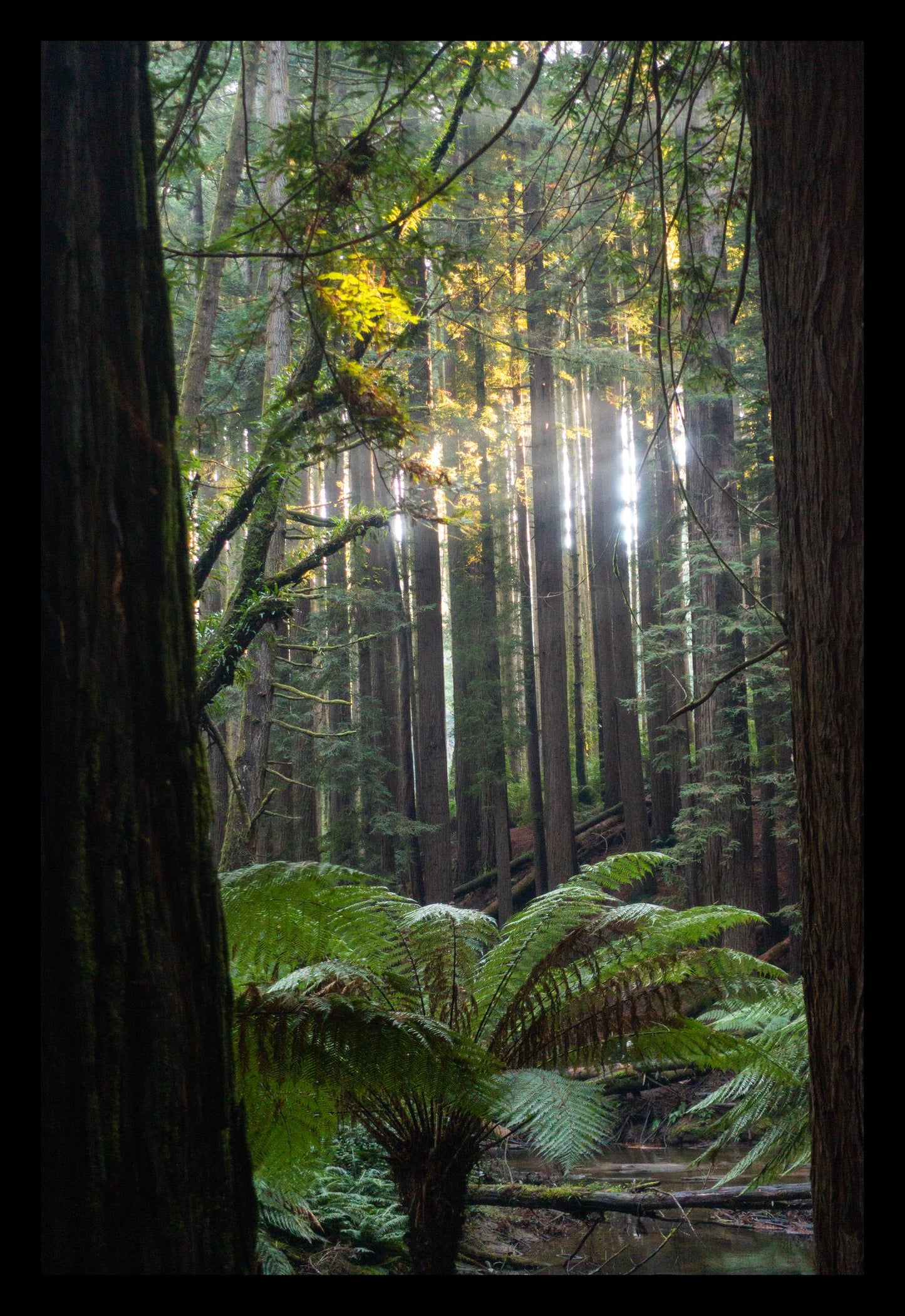 Peeking through Californian Redwoods (Great Otway National Park, May 2022) Framed Art Print