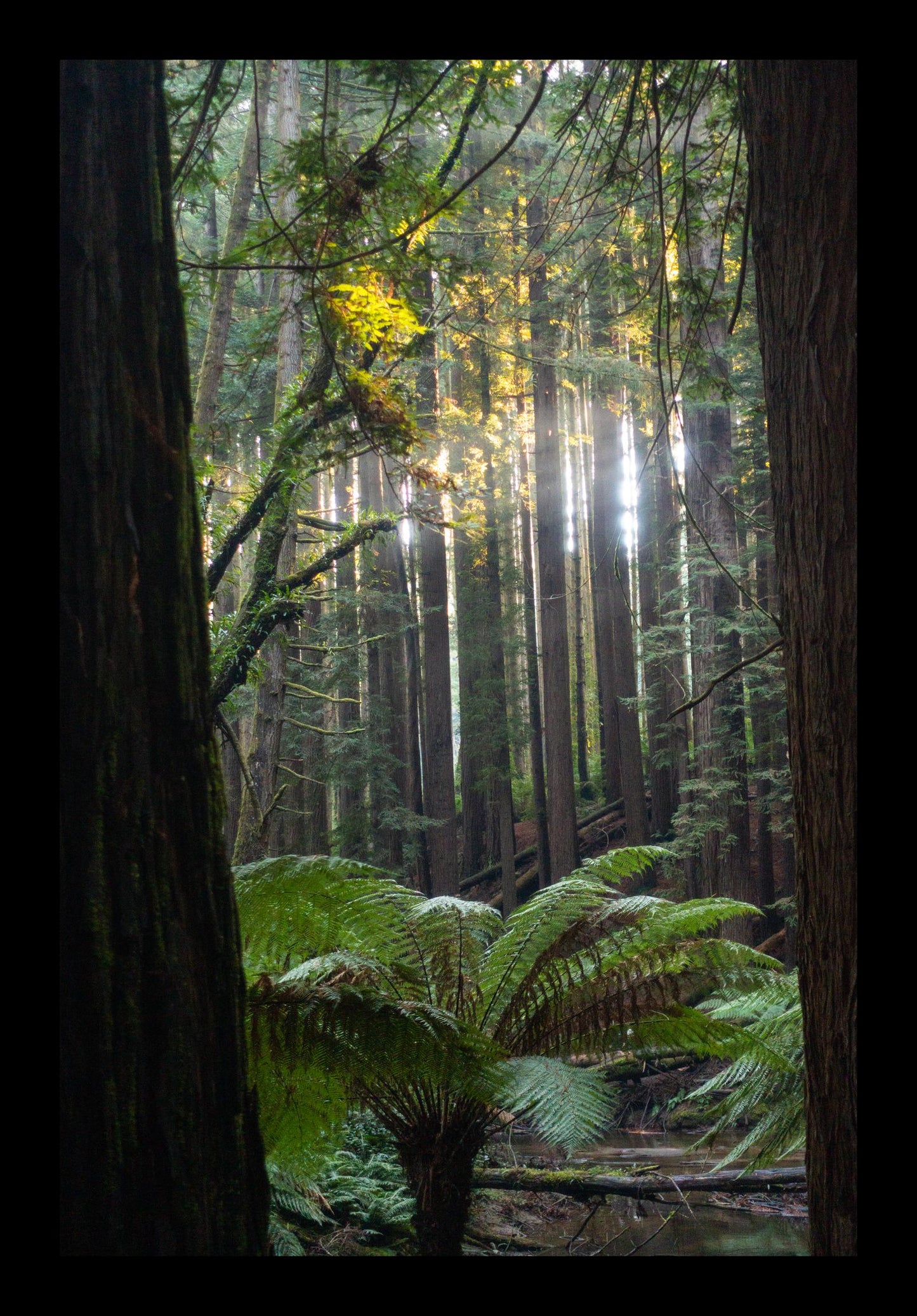 Peeking through Californian Redwoods (Great Otway National Park, May 2022) Framed Art Print