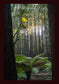 Peeking through Californian Redwoods (Great Otway National Park, May 2022) Framed Art Print