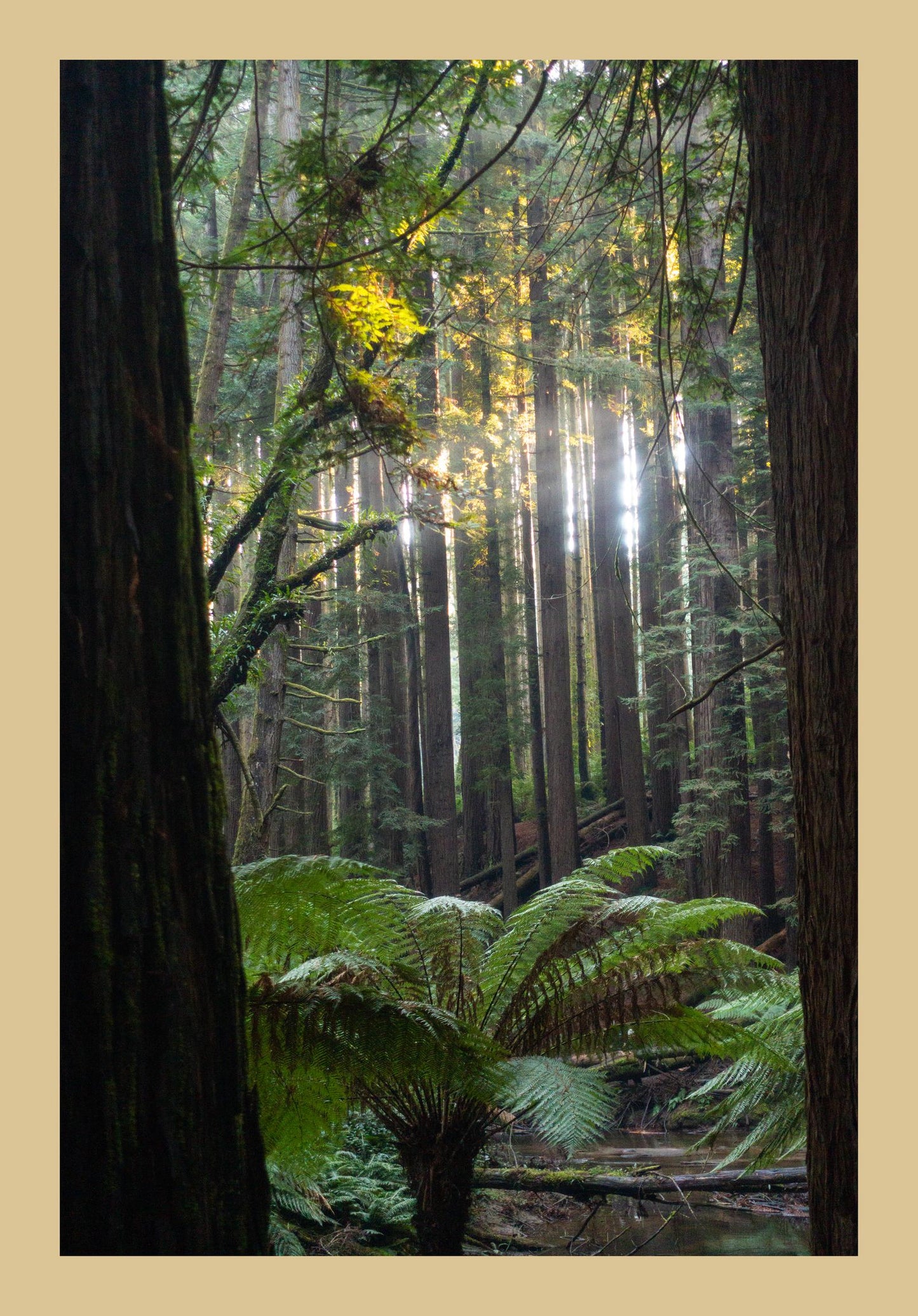 Peeking through Californian Redwoods (Great Otway National Park, May 2022) Framed Art Print