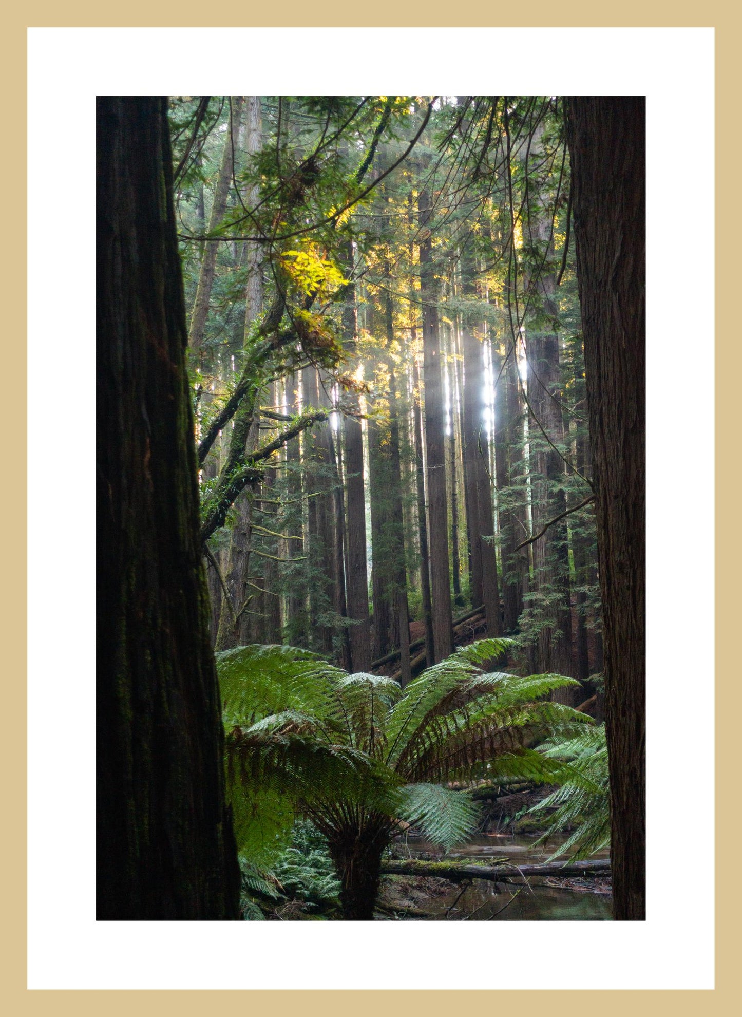 Peeking through Californian Redwoods (Great Otway National Park, May 2022) Framed Art Print