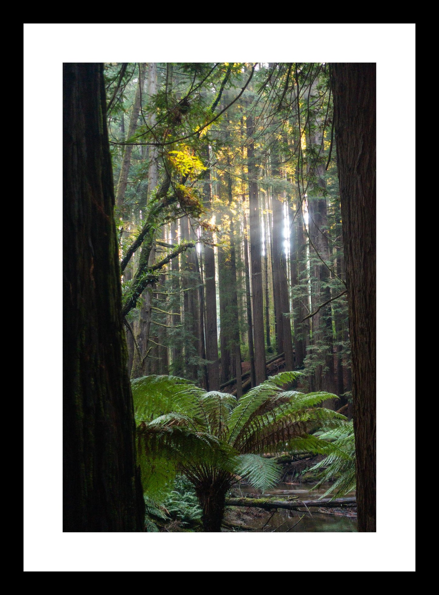 Peeking through Californian Redwoods (Great Otway National Park, May 2022) Framed Art Print