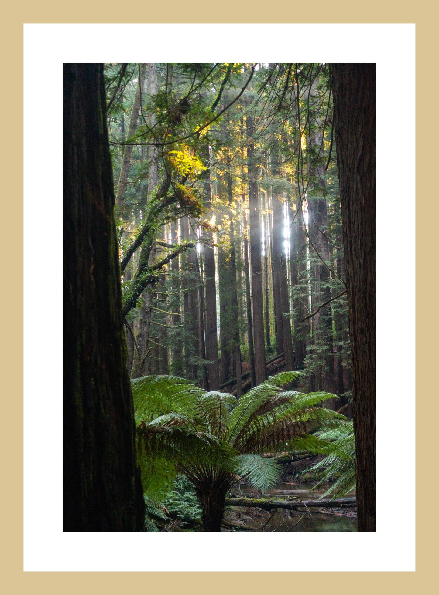 Peeking through Californian Redwoods (Great Otway National Park, May 2022) Framed Art Print