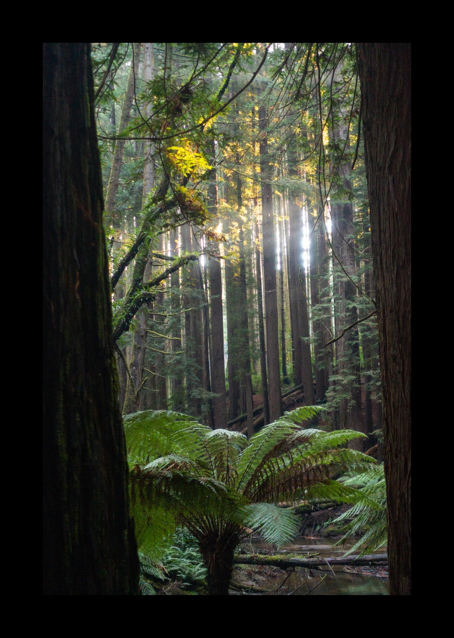 Peeking through Californian Redwoods (Great Otway National Park, May 2022) Framed Art Print