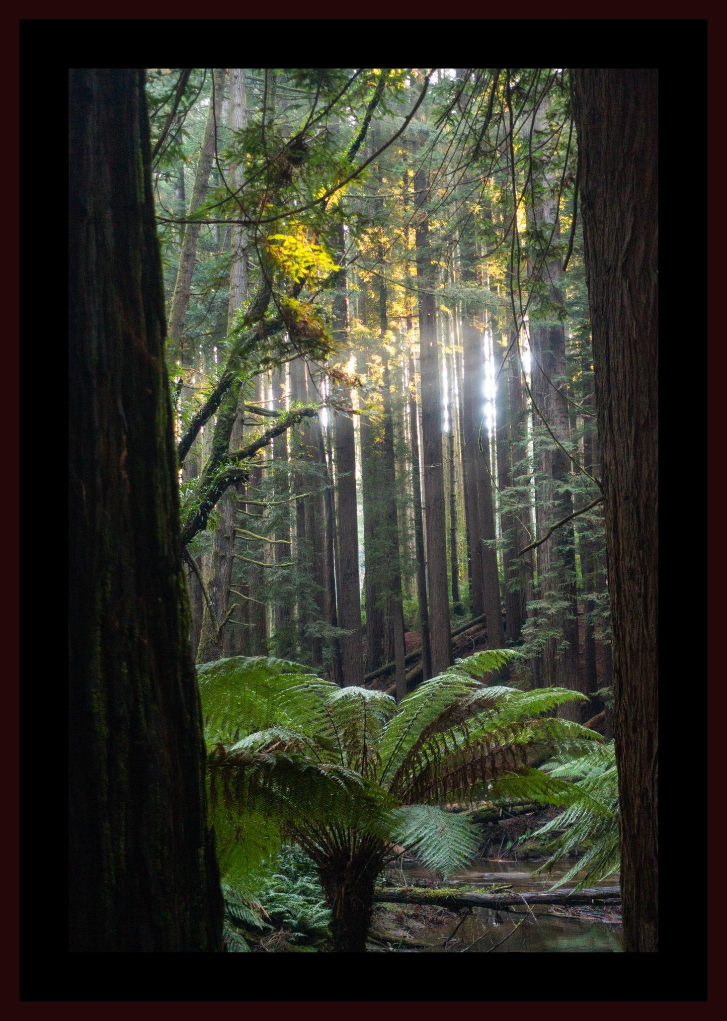 Peeking through Californian Redwoods (Great Otway National Park, May 2022) Framed Art Print