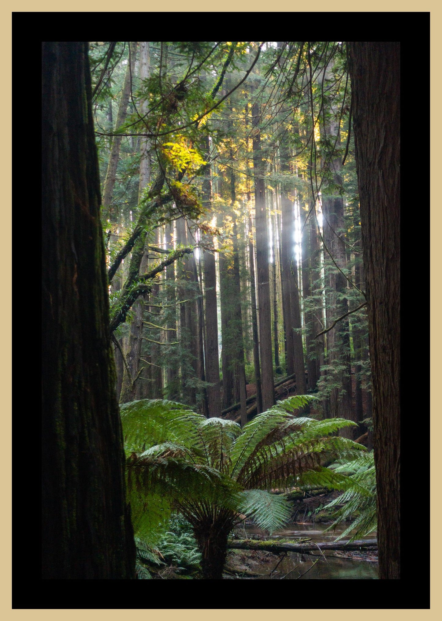 Peeking through Californian Redwoods (Great Otway National Park, May 2022) Framed Art Print