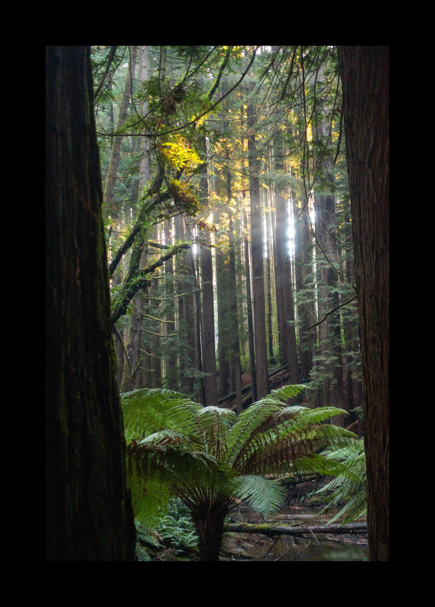 Peeking through Californian Redwoods (Great Otway National Park, May 2022) Framed Art Print