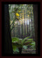 Peeking through Californian Redwoods (Great Otway National Park, May 2022) Framed Art Print