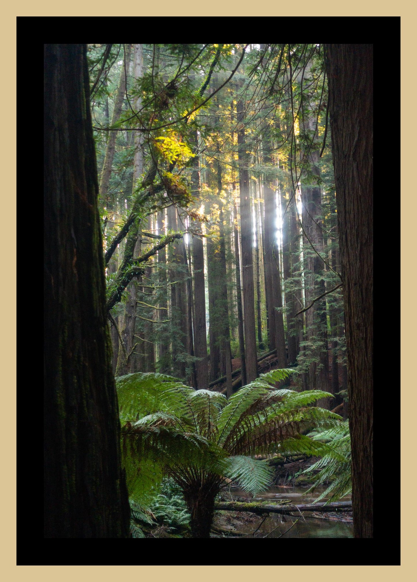 Peeking through Californian Redwoods (Great Otway National Park, May 2022) Framed Art Print