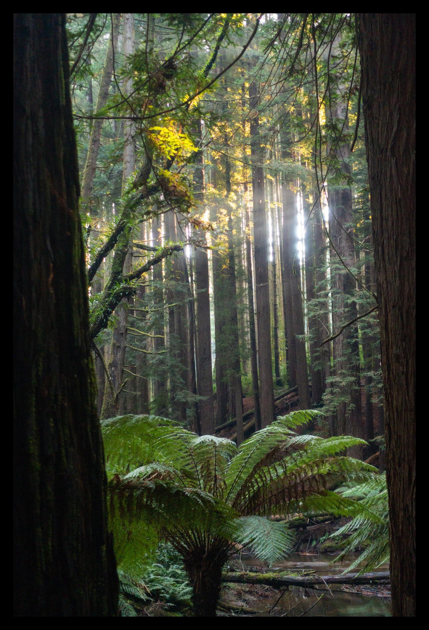 Peeking through Californian Redwoods (Great Otway National Park, May 2022) Framed Art Print