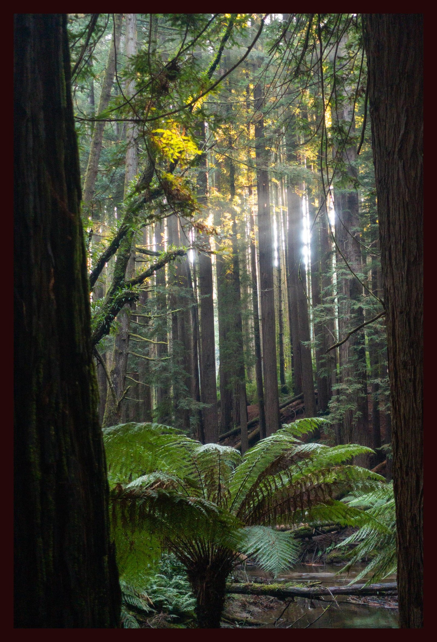 Peeking through Californian Redwoods (Great Otway National Park, May 2022) Framed Art Print