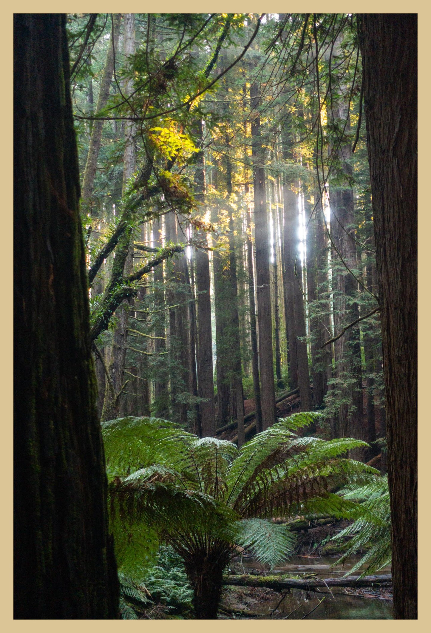 Peeking through Californian Redwoods (Great Otway National Park, May 2022) Framed Art Print